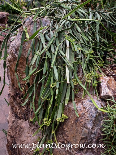 Veldt Grape (Cissus quadrangularis)
This plant was growing in a glass structure and was over 3-4 feet long.